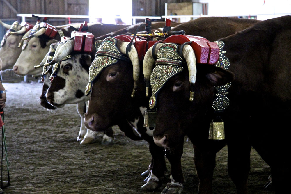 Ornate Ox Team
