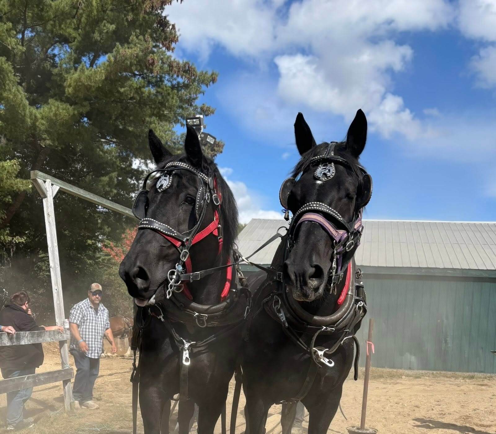 Draft Horse Pulls